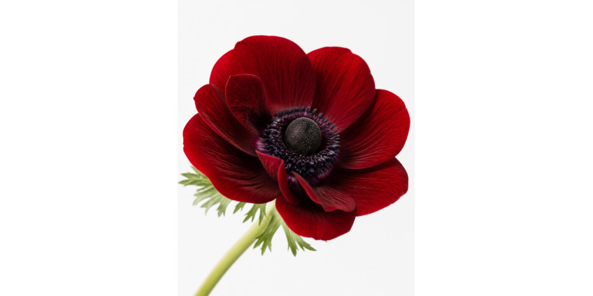 Anemone — the windflower: varieties, care, and bouquet work