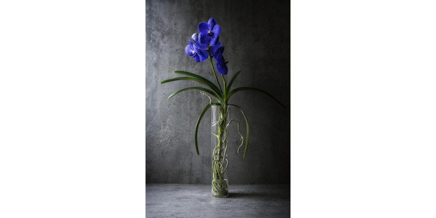Aquarius — the zodiac's flower: Vanda orchid, iris, protea