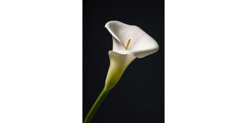 Calla lily (Zantedeschia) — varieties, care, and floristry