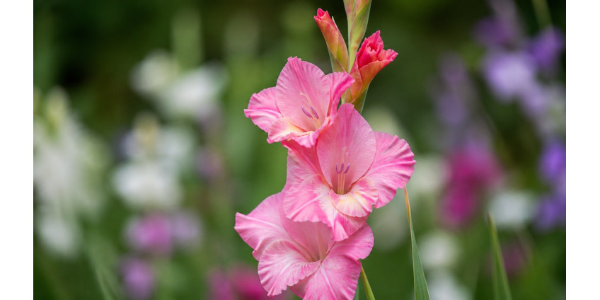 Gladiolus — classification, care, floristry