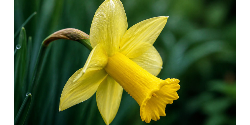 Narcissus (daffodil) — varieties, care, floristry, and the myth