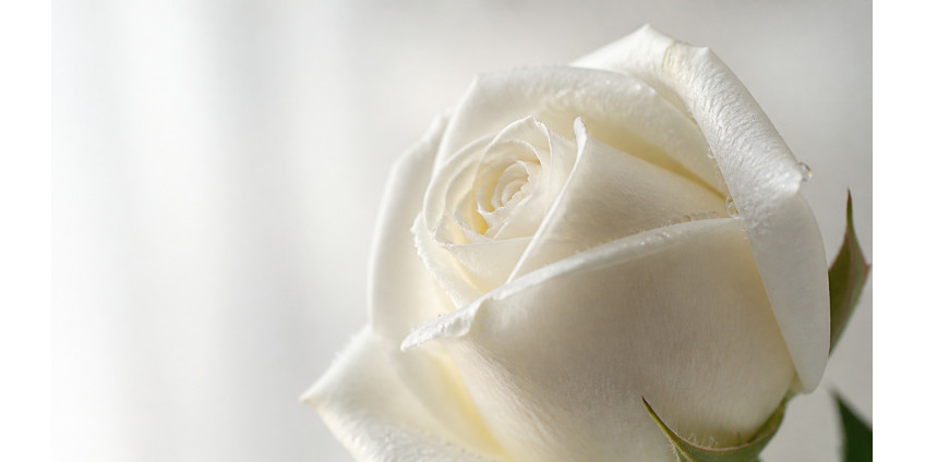What white roses mean — symbolism, history, when and to whom to give them