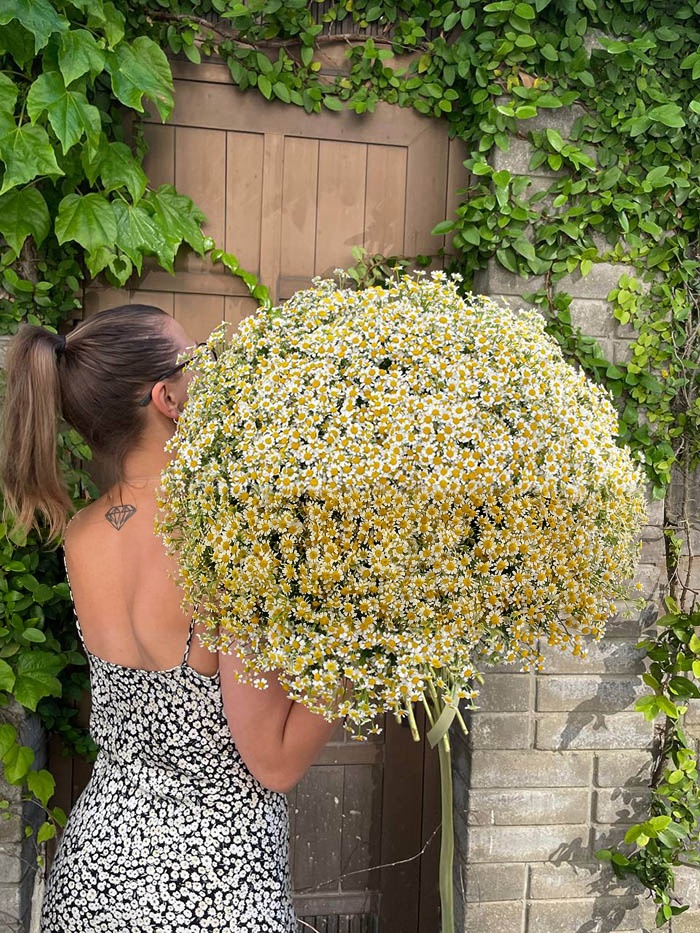 Daisy Baskets