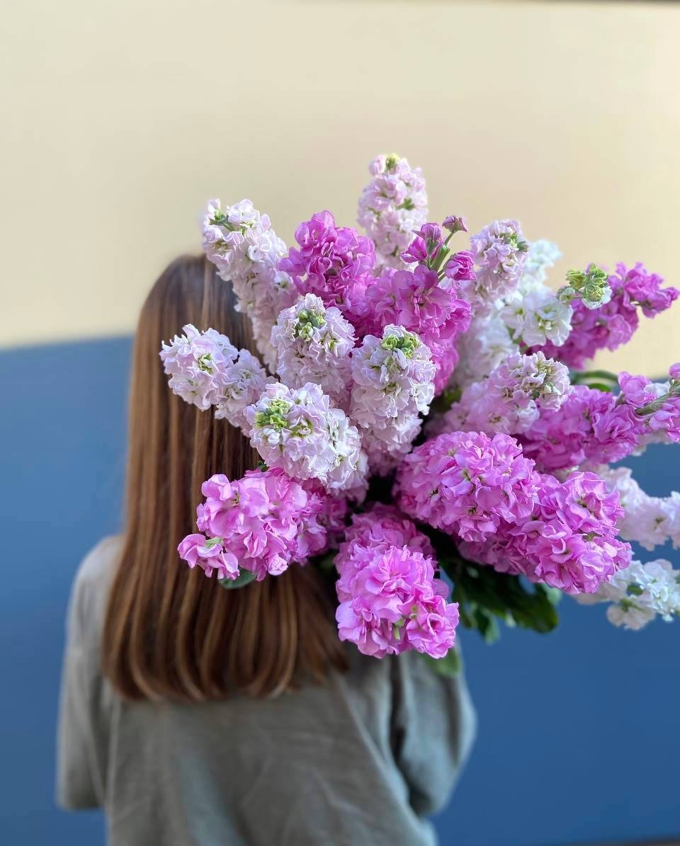 Matthiola