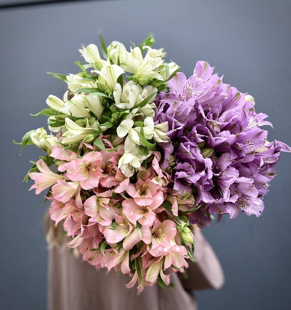 Alstroemeria