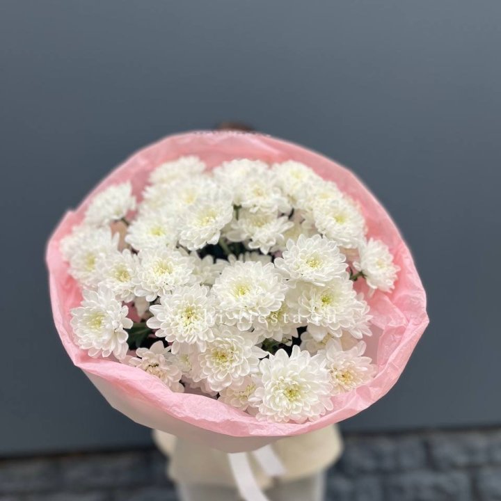 5 Chrysanthemums in Manchester