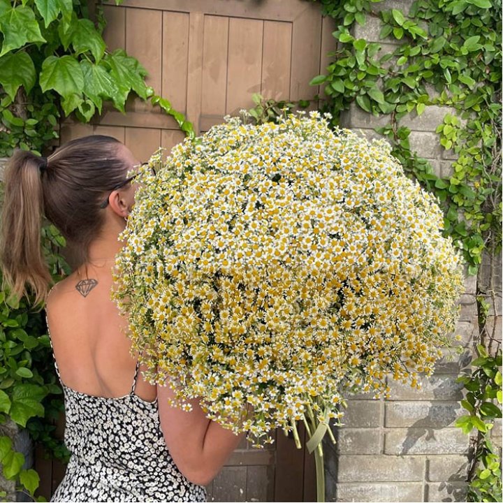 101 Daisies in Geneva