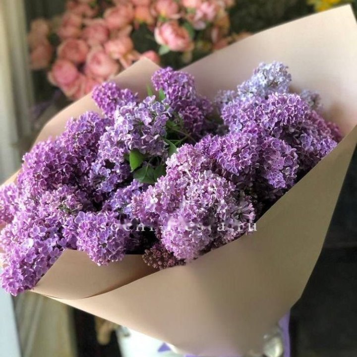 Lilac Bouquet No. 2 in Monaco