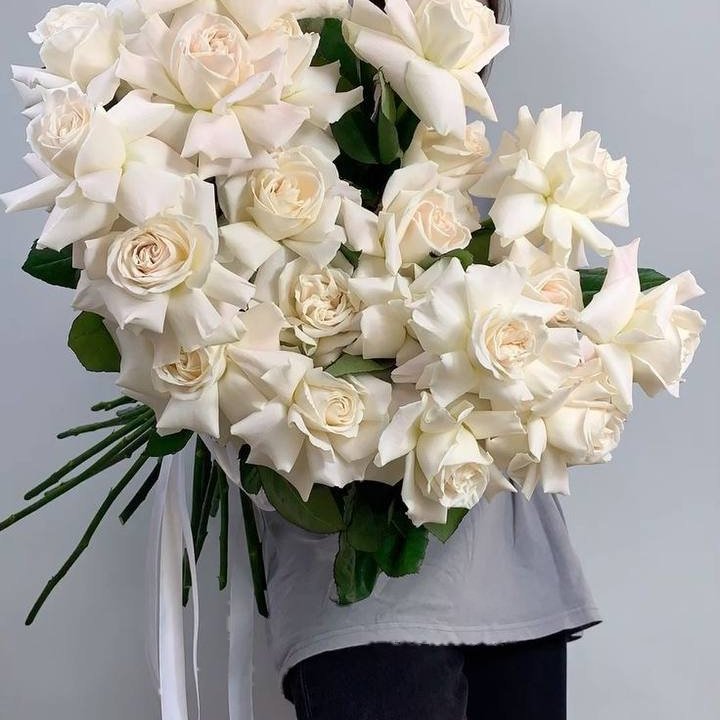 19 White Ecuadorian Roses in Dubai