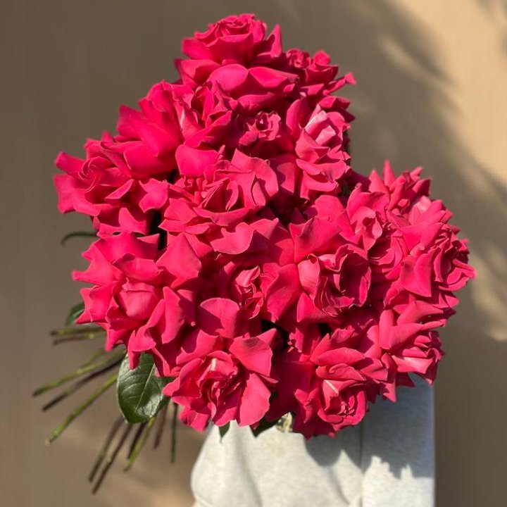 17 Raspberry Ecuadorian Roses in Dubai