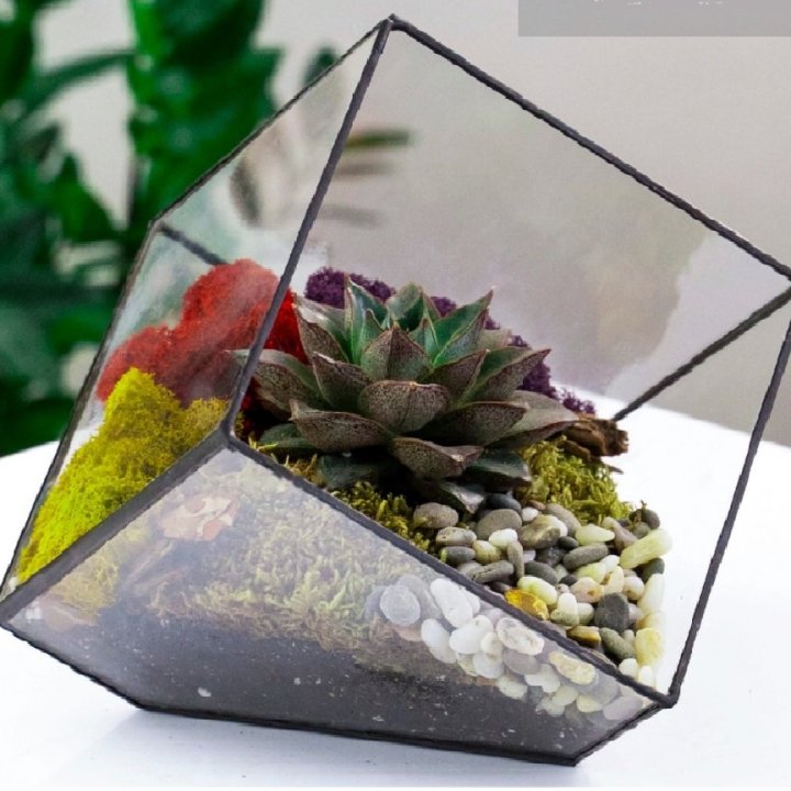 Truncated Cube Florarium with Stone Rose Succulent in Nice