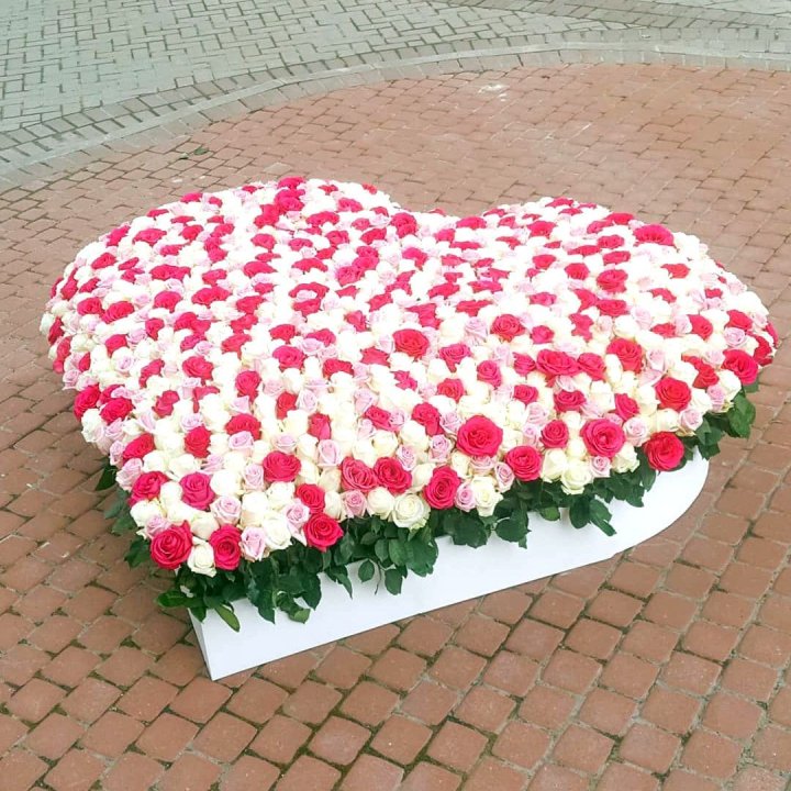 555 Roses in Sharjah