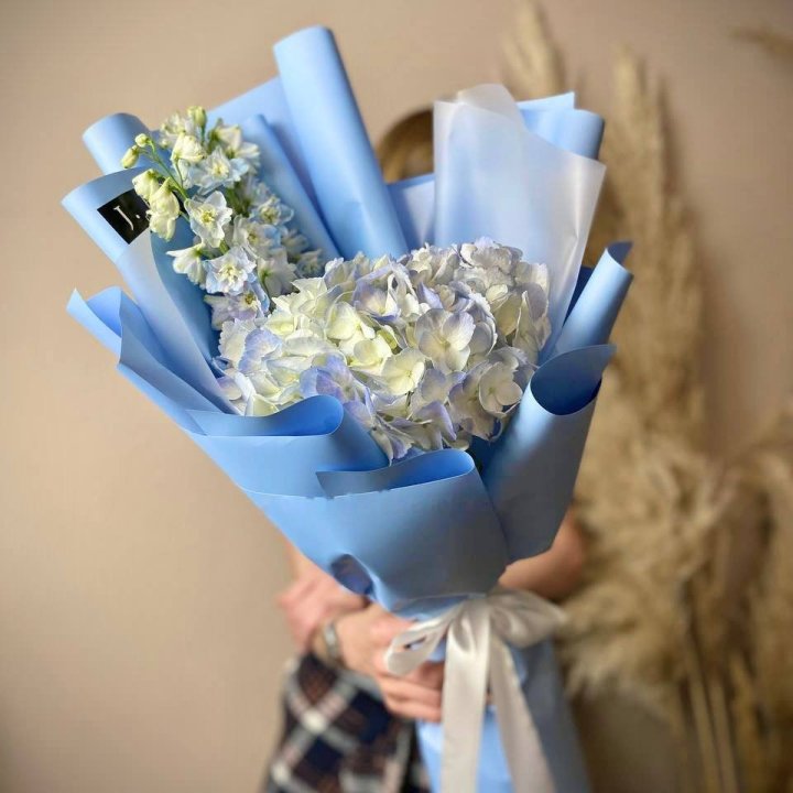 Hydrangea 'Blue Sky' in Chisinau