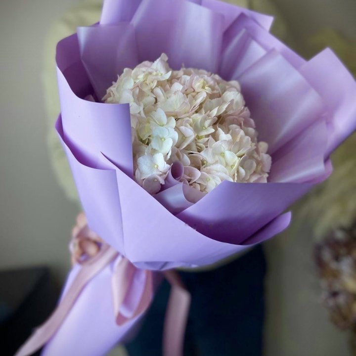 Pink Hydrangea in Dubai