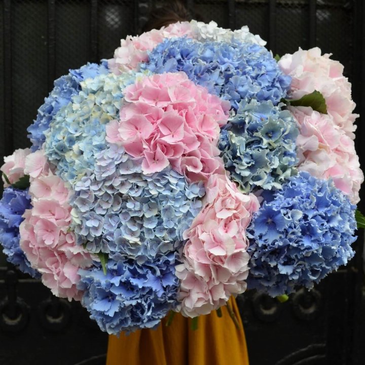 Hydrangea Bouquet 