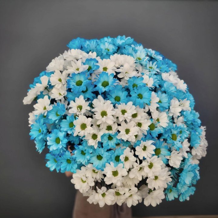 Mixed Chrysanthemum Bouquet in Manchester