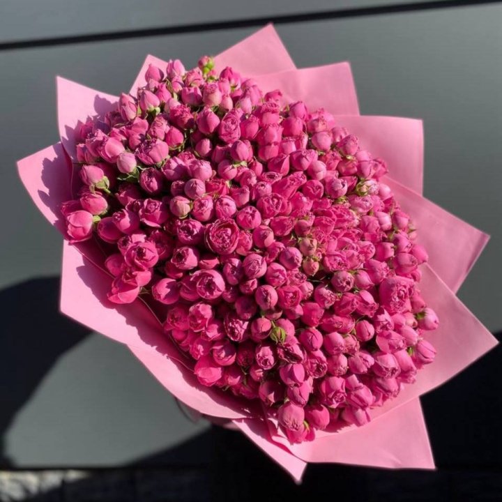 151 Spray Rose in Rotterdam