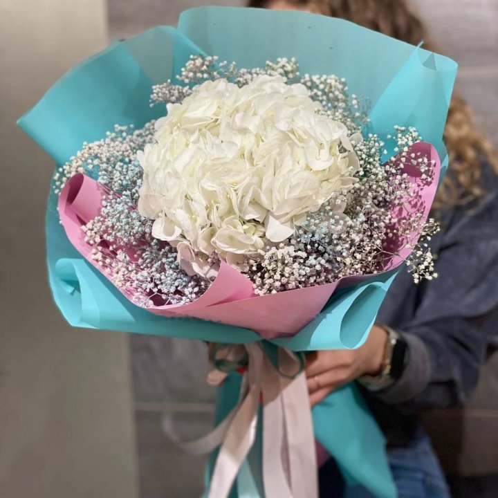 Hydrangea 