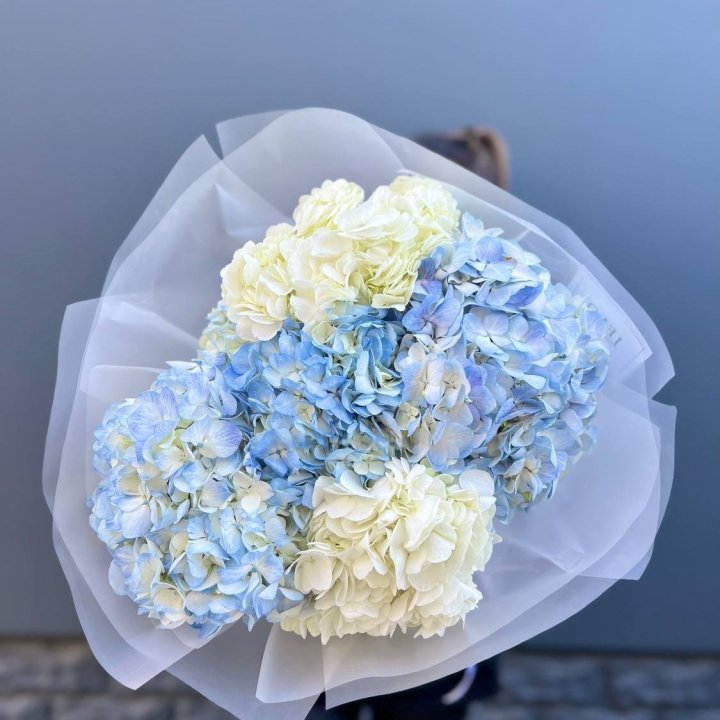 5 White and Blue Hydrangeas in London