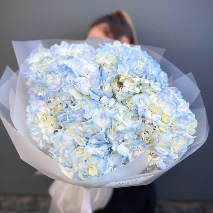 5 Blue Hydrangeas in London