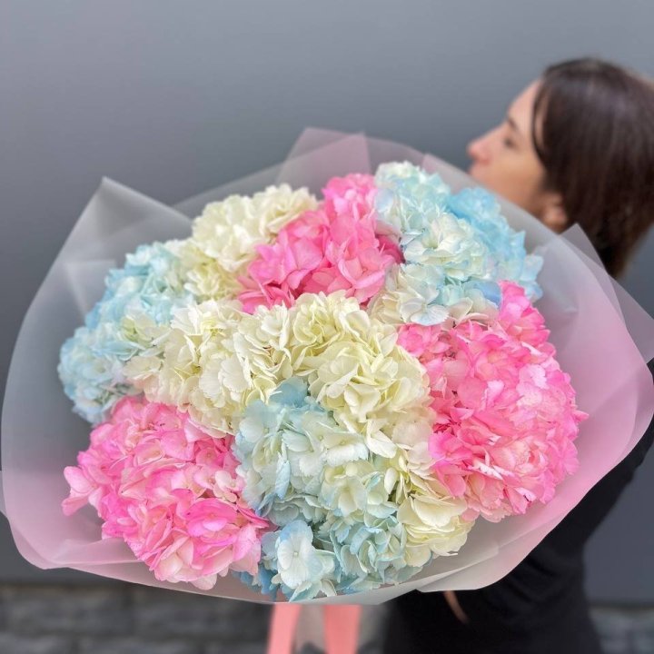 Mix of 9 Hydrangeas in Okurcalar