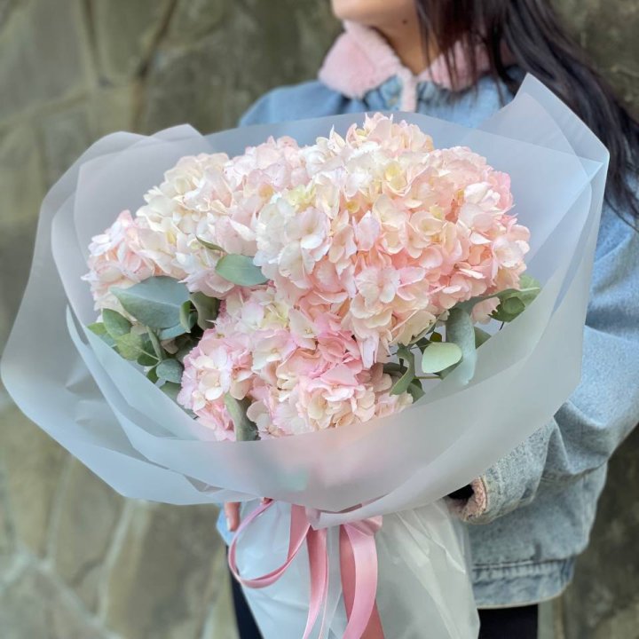 5 Pink Hydrangeas in London