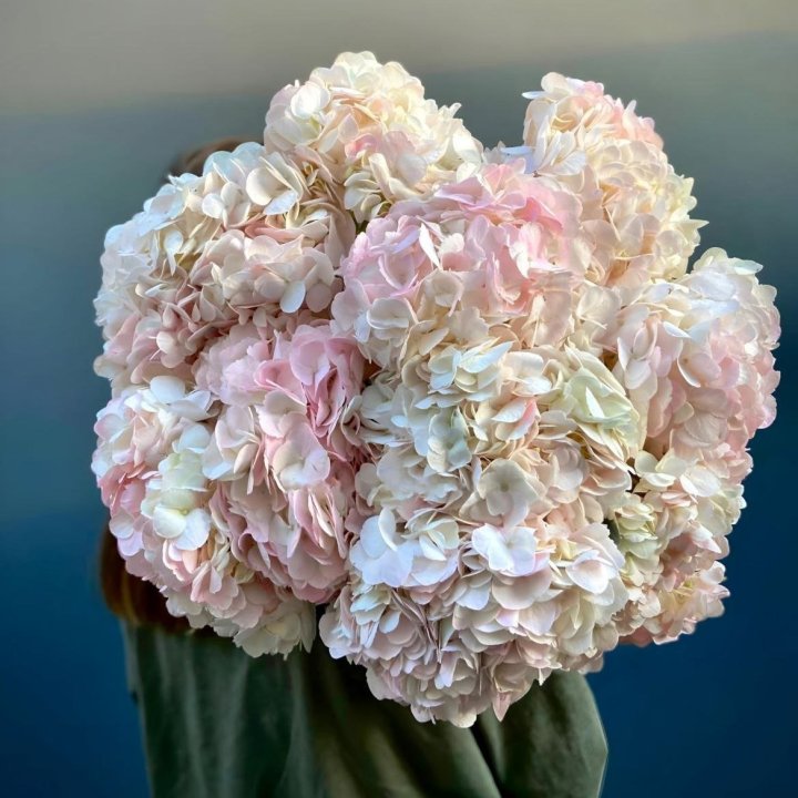 Bunch of Pink Hydrangea in Dubai