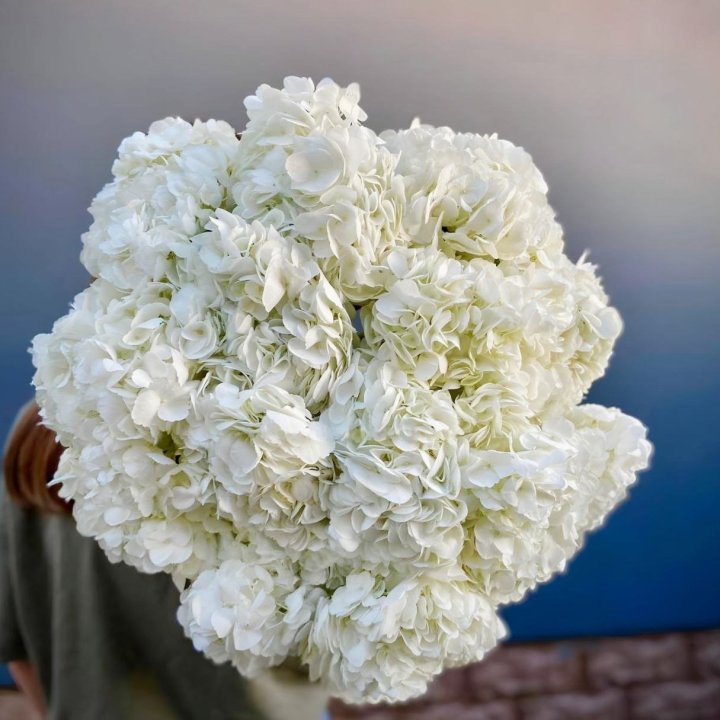 Bunch of White Hydrangea in London
