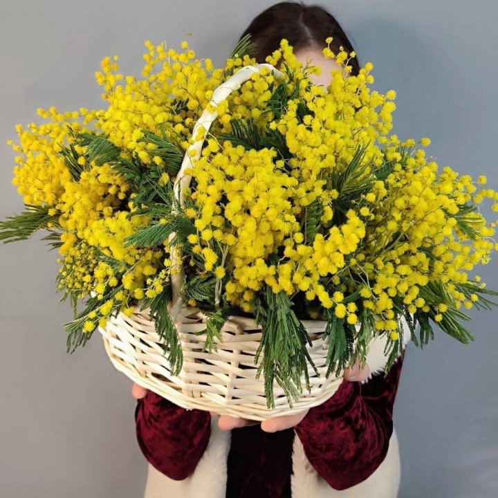 Basket of Fragrant Mimosa in Astana