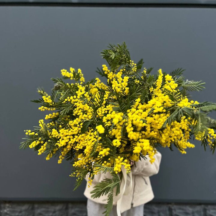 Bunch of Mimosa in Astana