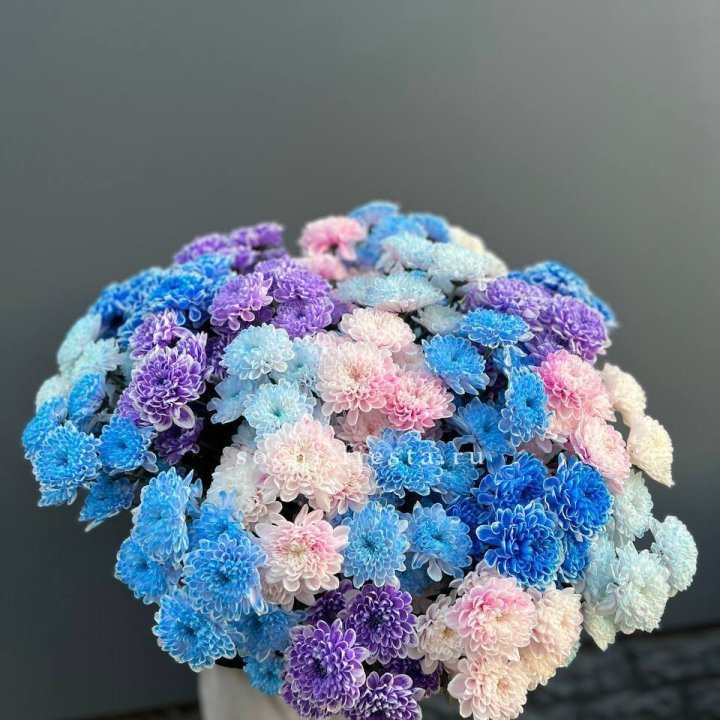 25 Colored Chrysanthemums in Manchester
