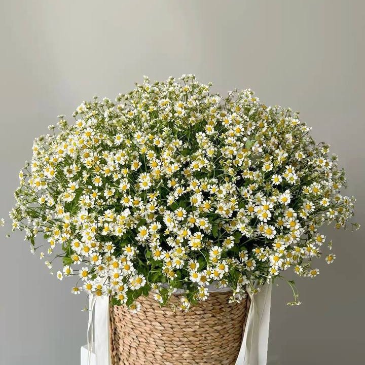 75 Daisies in Jute in Copenhagen