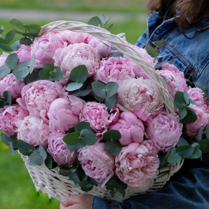 51 пион в корзине в Кишинёве