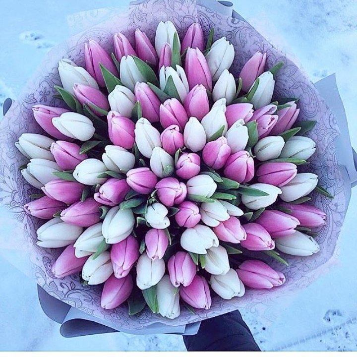 101 Tulips 